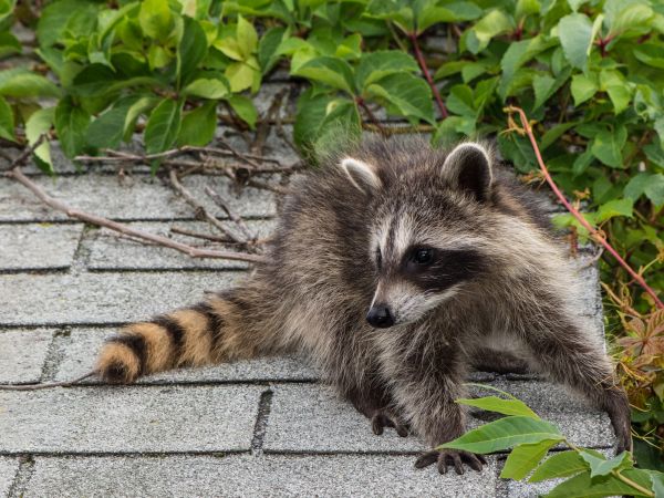 Missoula Wildlife Removal