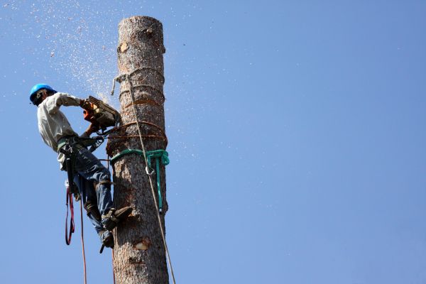 Missoula Tree Removal