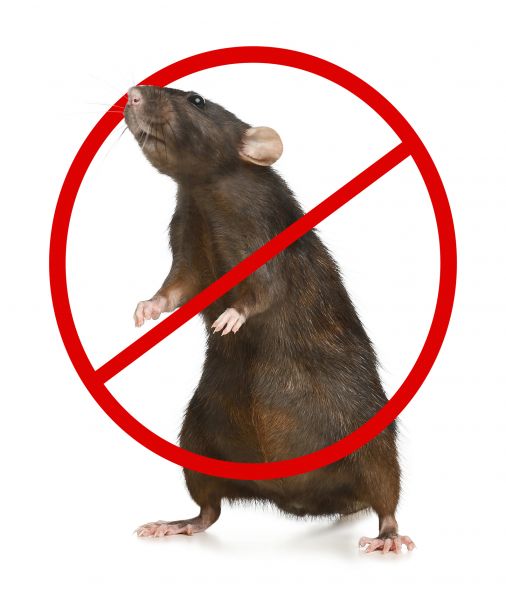 Missoula Pest Control Service